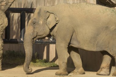 Hayvanat bahçesindeki Elephas maximus indicus