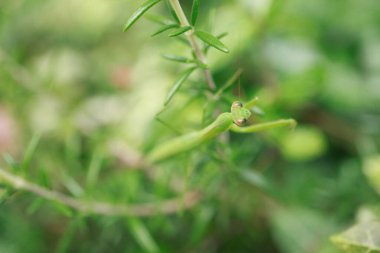 Peygamber devesi hayvanının doğa arka planına yakın çekim