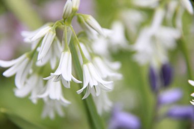 Güzel çiçekler, yakın görüş, doğa konsepti.