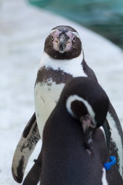 Hayvanat bahçesindeki sevimli penguenler