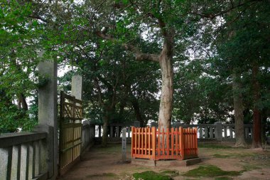 Doğa, Ulusal Park. Yakushima Adası, Japonya  