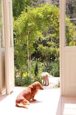 Güneşli bahçeye açılan kapıların yanında dinlenen iki köpek.