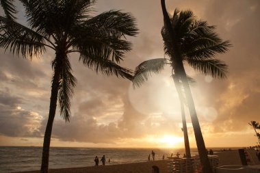 Altından güzel, uzun palmiye ağaçları görünüyor. 