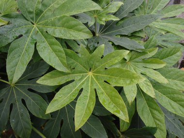 Yeşil yapraklı yağmur damlaları doğal arkaplan, bitki örtüsü