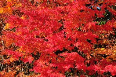 Şehir parkında renkli sonbahar ağaçları, gündüz görüşü 