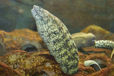 Altta saklanan tehlikeli balıklar.