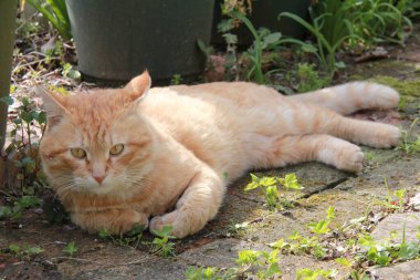Kızıl kedi yeşil çimlerin üzerinde yatıyor.