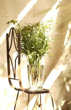 Sandalyedeki cam vazoda taze yeşil bitkilerin yakın plan görüntüsü