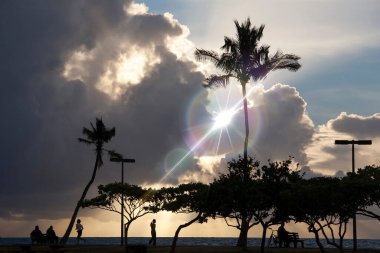 Altından güzel, uzun palmiye ağaçları görünüyor. 