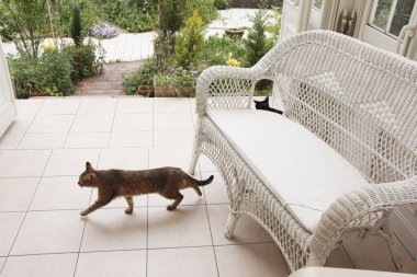 Güzel siyah kedi yaz bahçesinin yanındaki terasta. 