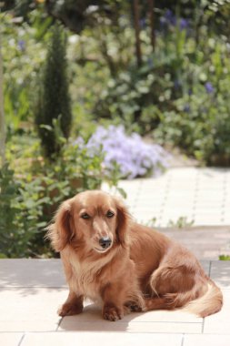 Yazın eve yakın şirin bir köpek.