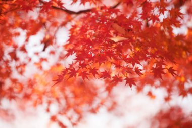 Sonbahar mevsiminde renkli akçaağaç yaprakları