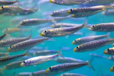 Sudaki balıklara yaklaş.