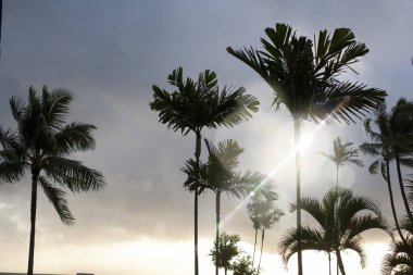 Gün batımında sahilde güzel palmiye ağaçları