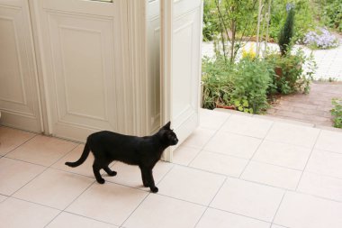 Güzel siyah kedi yaz bahçesinin yanındaki terasta. 