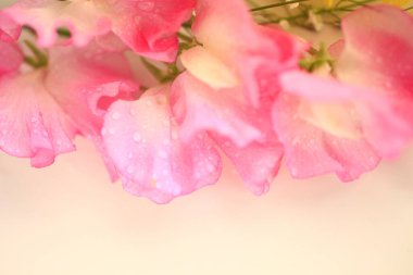 Güzel çiçekler, yakın görüş, bulanık arkaplan