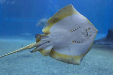 Swimming stingray in clear blue water