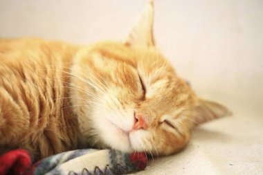 Şirin turuncu kedi. Yakından bak. 