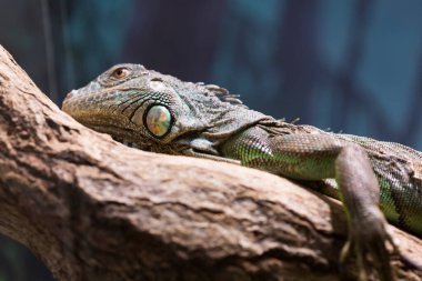 Hayvanat bahçesindeki bir kütükte yeşil iguana