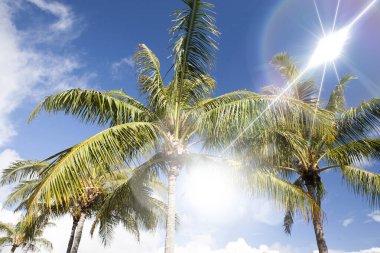 Güneş ışığında palmiye ağaçları, gündüz görüşü, seyahat geçmişi, tatil konsepti 