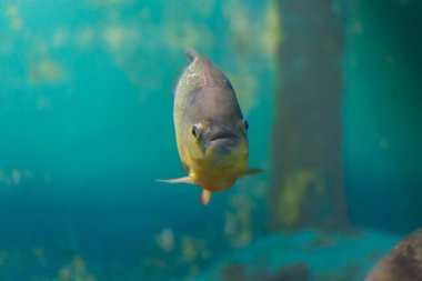 Sudaki portakal balığının yakın çekimi.