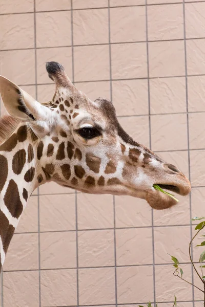 Ritratto Della Giraffa Allo Zoo — Foto Stock