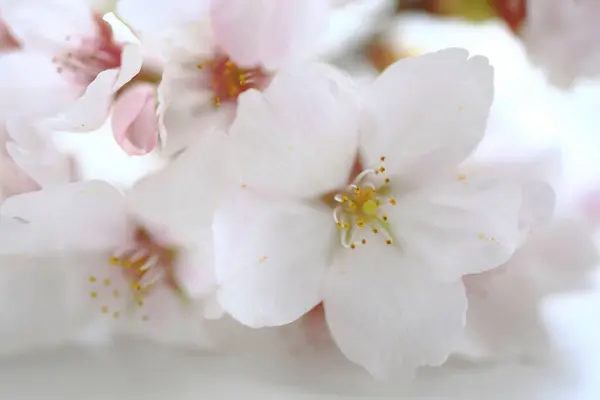 Flor Cereja Flores Sakura Japão — Fotografia de Stock
