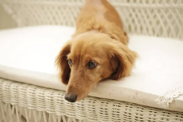 木製の椅子に横たわるかわいいダクサンド犬 — ストック写真