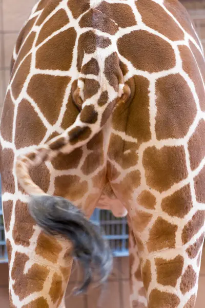 Vertical Shot African Giraffe Back View — Stock Photo, Image