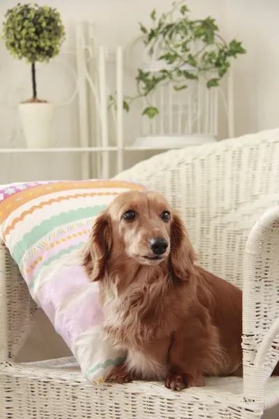 自宅で面白い犬 クローズアップ — ストック写真