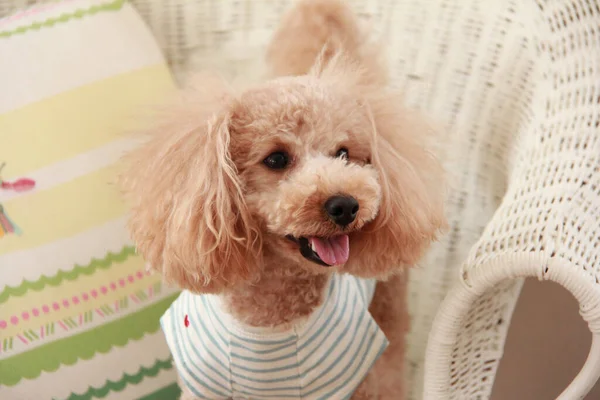 Portrait Cute Dog Home Interior — Stock Photo, Image