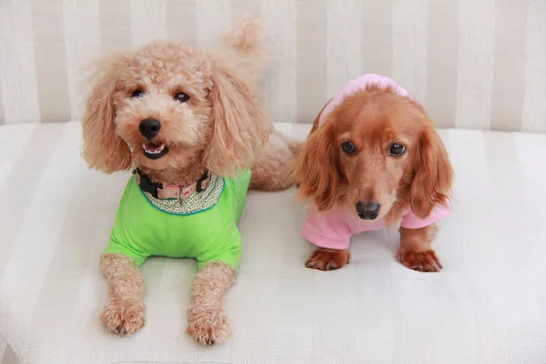 Cute Dogs Home Interior Closeup Shot — Stock Photo, Image