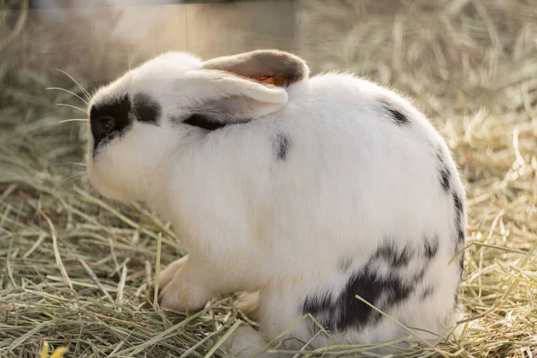花园里可爱的兔子 — 图库照片
