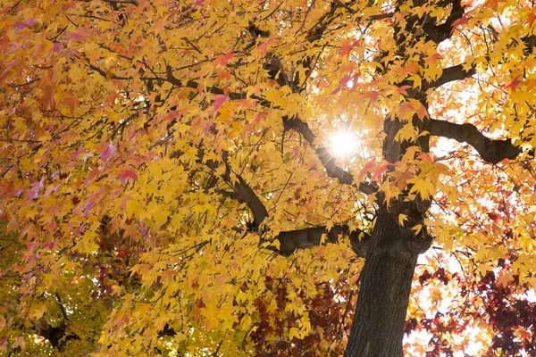 Színes Őszi Fák Városi Parkban Nappali Kilátás — Stock Fotó