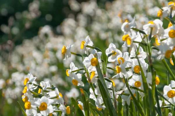 美しい花 クローズアップビュー 自然の概念 — ストック写真