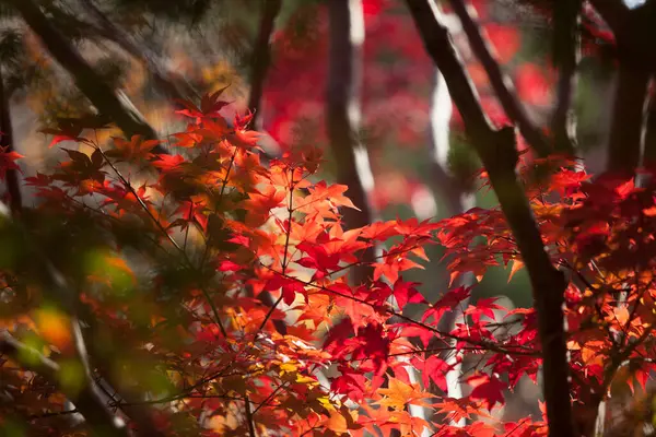 Sonbahar Mevsiminde Renkli Akçaağaç Yaprakları — Stok fotoğraf