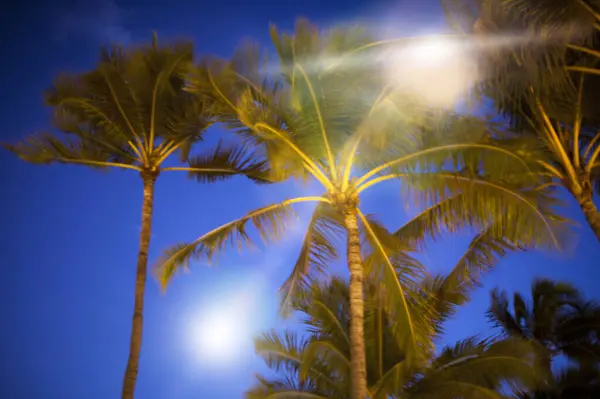 palm trees in the night sky