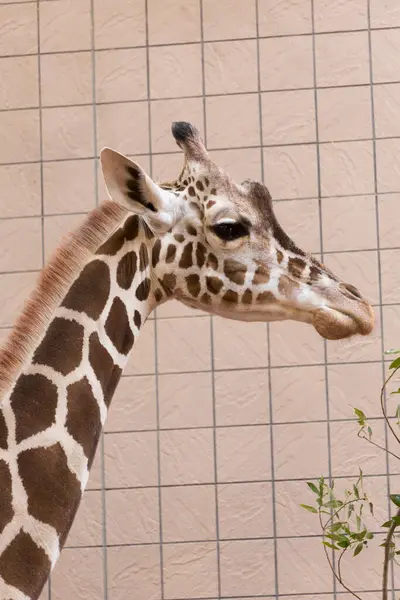Closeup Shot Giraffe Zoo — Stock Photo, Image