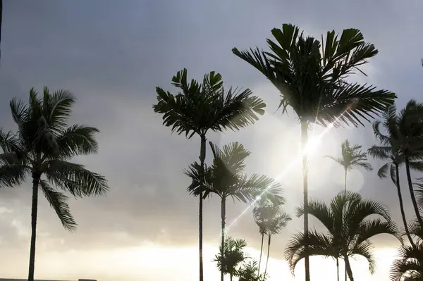 Gün batımında sahilde güzel palmiye ağaçları