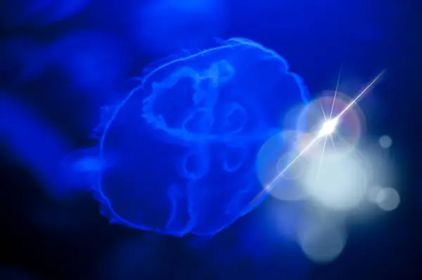 Una Medusa Flotando Agua Con Una Luz Brillante — Foto de Stock