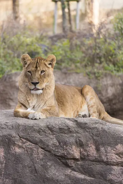 Leão Deitado Rocha Zoológico — Fotografia de Stock