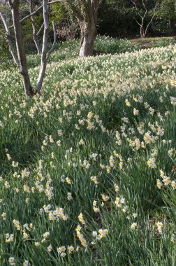 Bahar çiçekleri ve nergisler