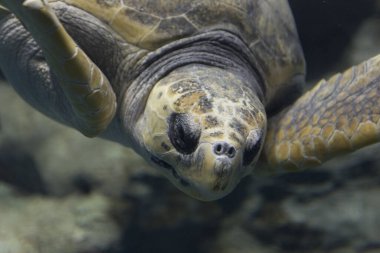 Kaplumbağa portresi, yakından görüntü