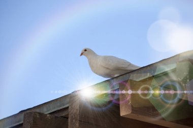 Güneşli bir günde tahta çatıda oturan beyaz güvercin. 