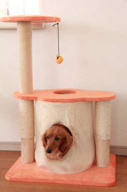 Evdeki sevimli köpeğin portresi. 