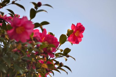 Yeşil yapraklı pembe çiçekler ve mavi bir gökyüzü