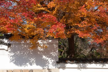 Sonbaharda sokağın ortasında akçaağaç ağaçları 