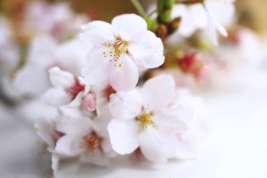 Japonya 'da kiraz çiçekleri ve sakura çiçekleri