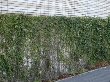 Duvarda yeşil sarmaşık bitkileri 