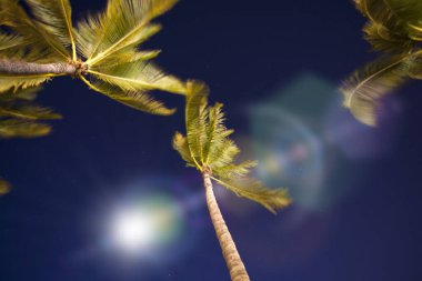 Yaprakları ve gece gökyüzü arkaplanı olan palmiye ağaçları